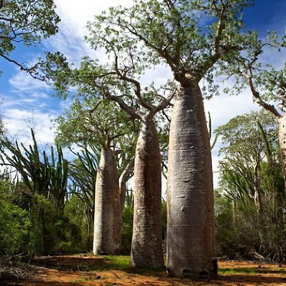 Лес баобабы Мадагаскара