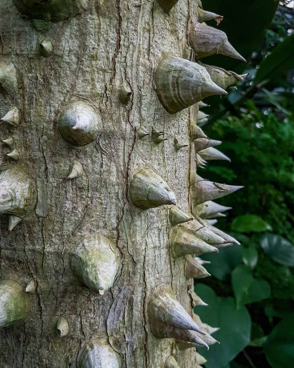 Хлопковое дерево (Ceiba speciosa)