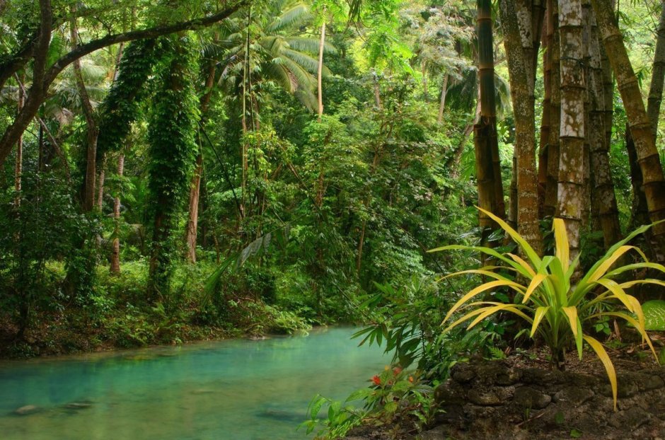 Тропические джунгли Индии