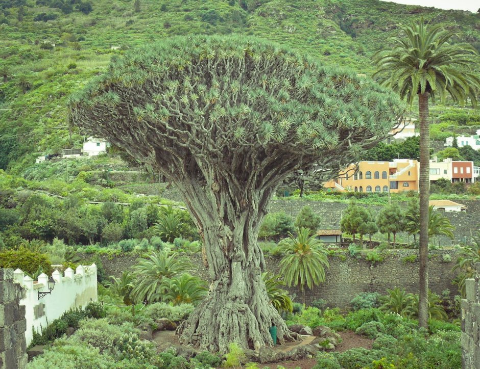 Драконовое дерево Канарские острова