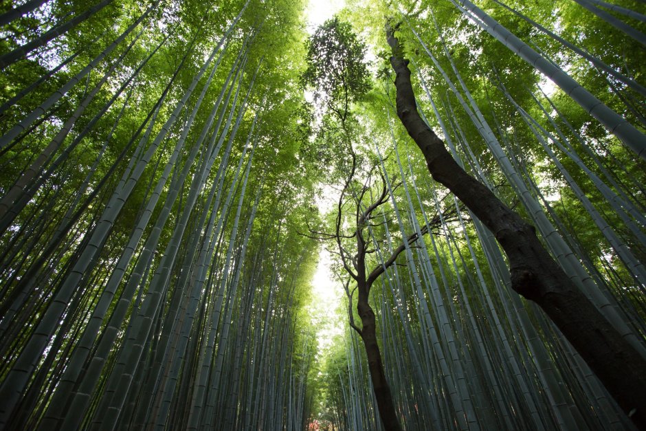 Цандрипш бамбуковый лес