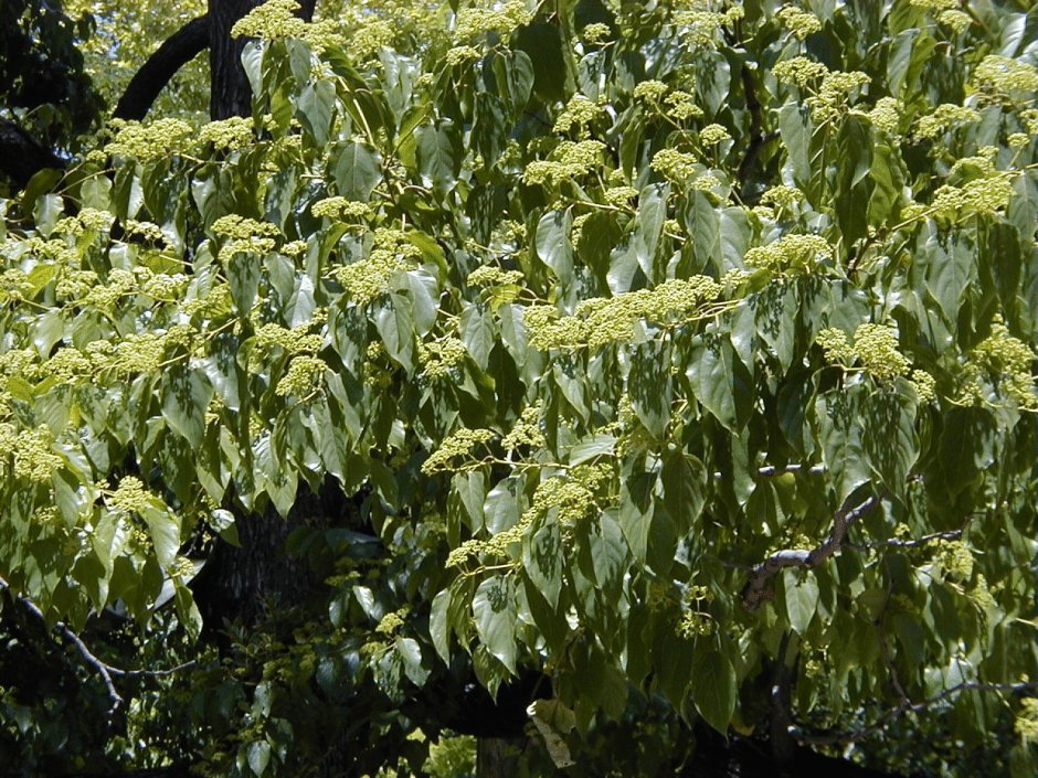 Карамельное дерево Абхазия