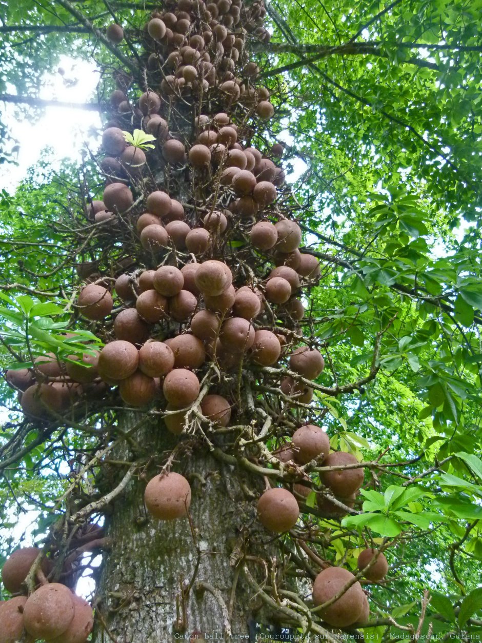 Курупита гвианская дерево