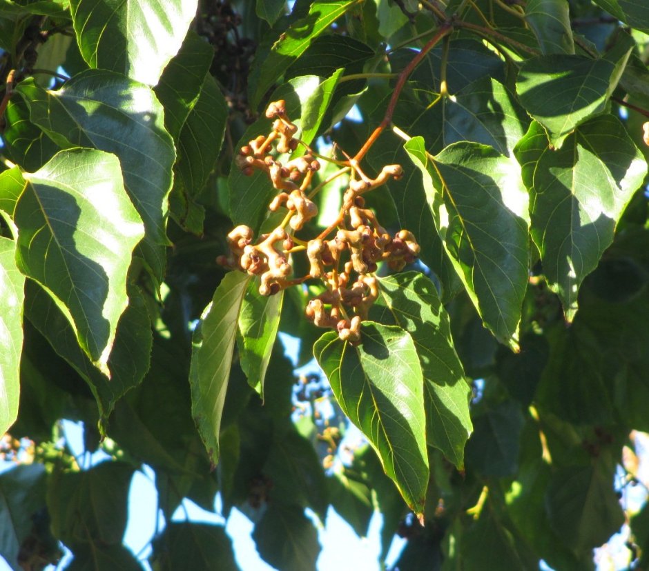 Говения конфетное дерево в Абхазии