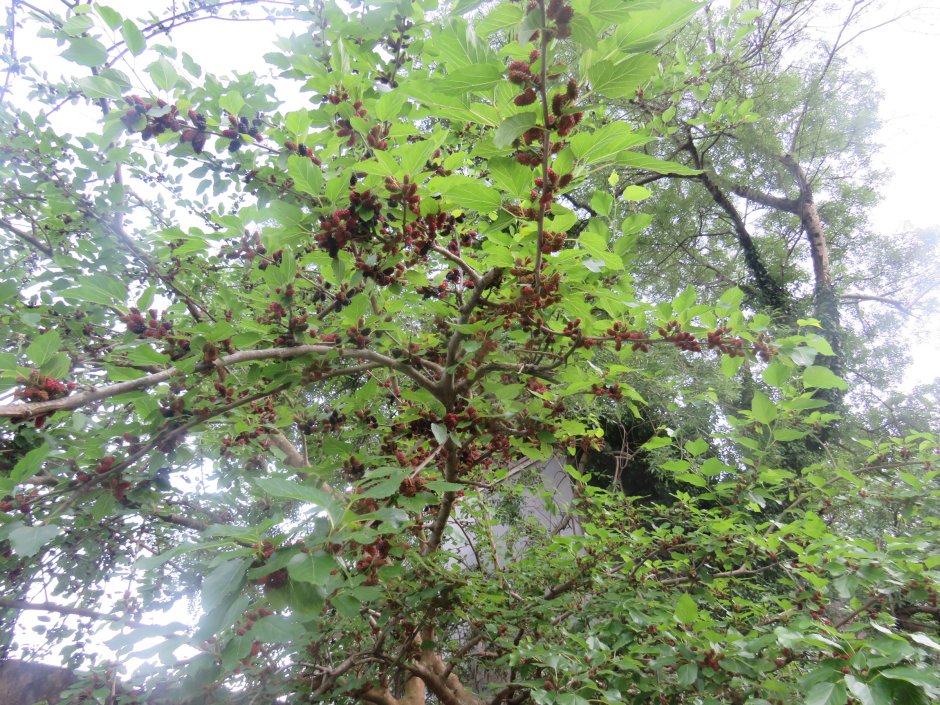 Конфетное дерево Абхазия