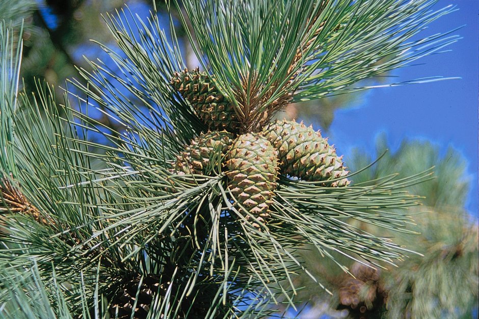 Сосна желтая Pinus Ponderosa