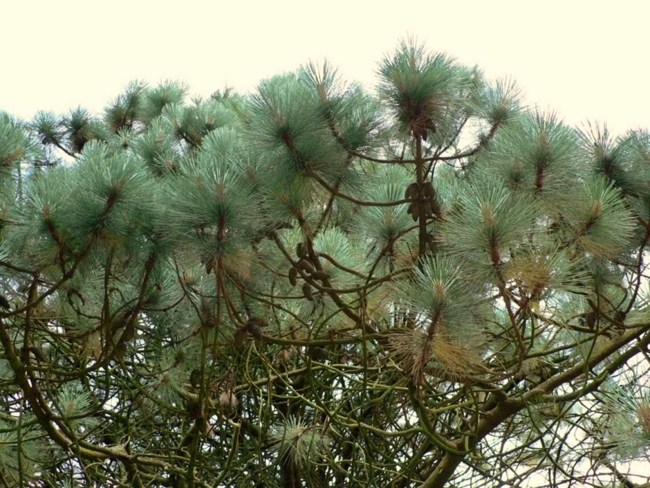 Сосна Монтесумы (Pinus montezumae