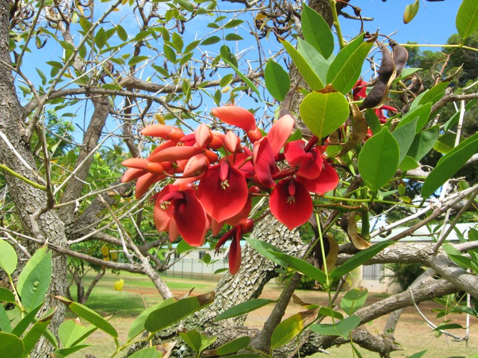 Эритрина коралловое дерево