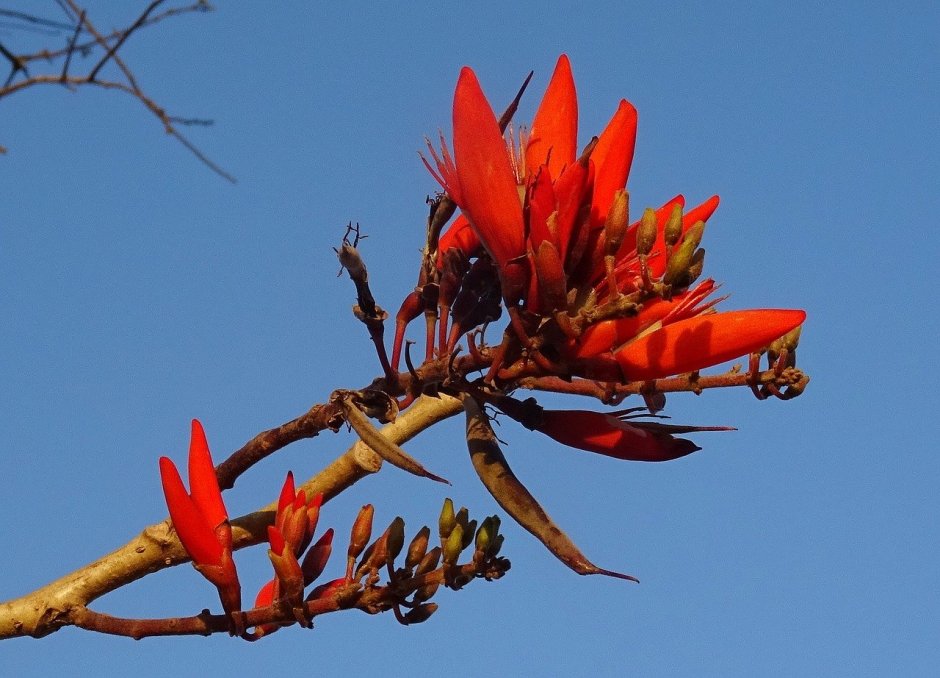 Эритрина коралловое дерево