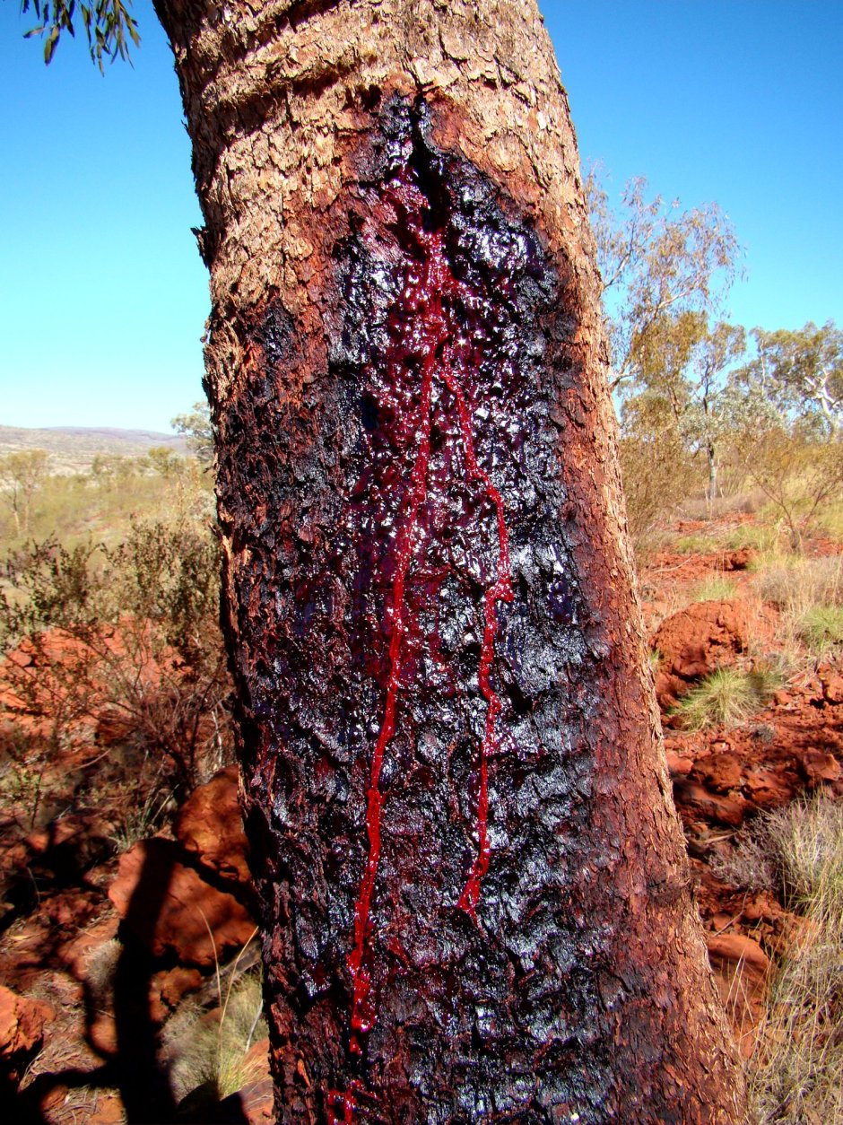Птерокарпус дерево кровь