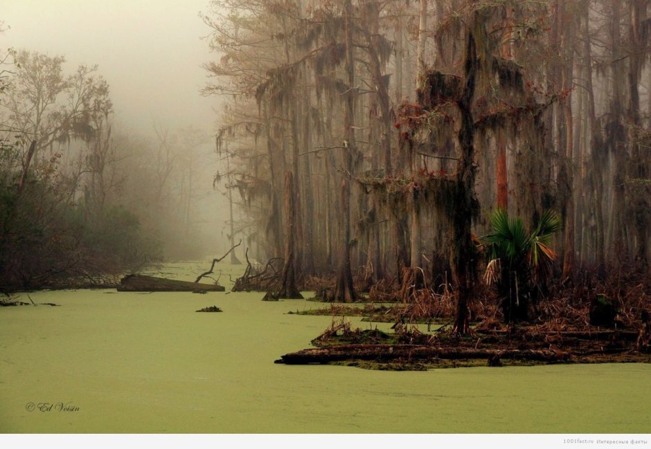 Луизиана болото Манчак