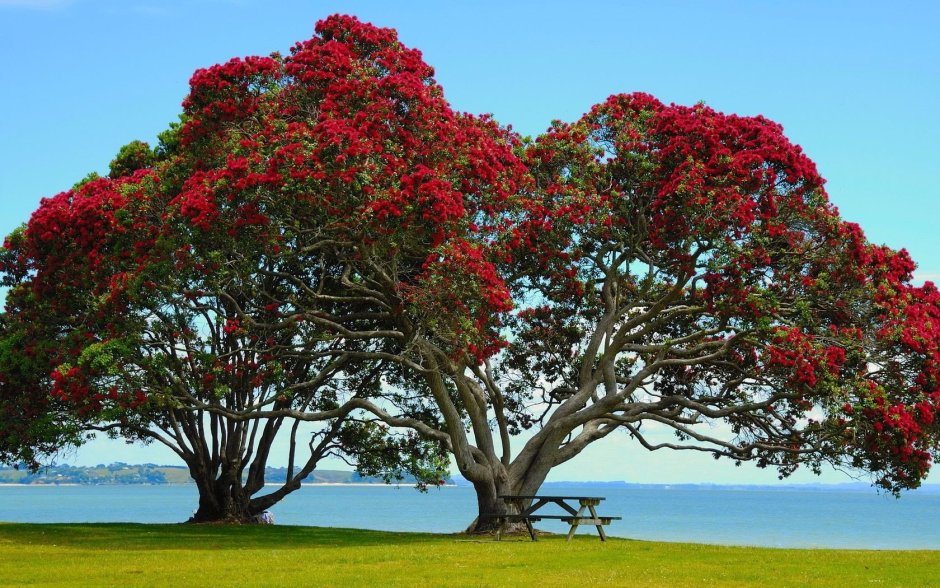 Похутукава новозеландское Рождественское дерево