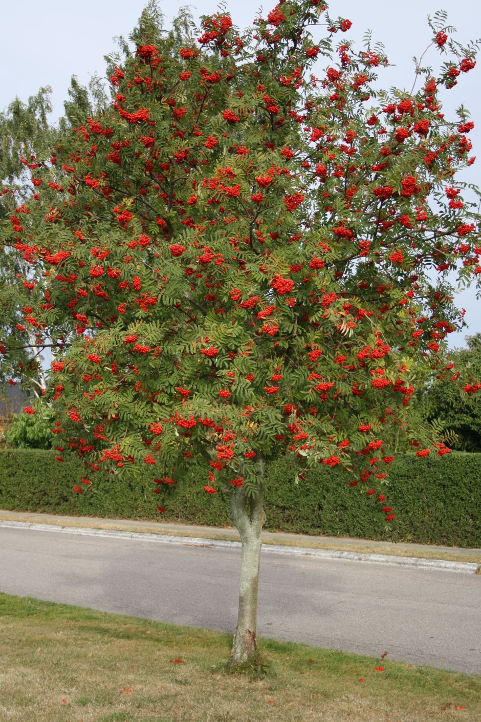 Рябина красная дерево