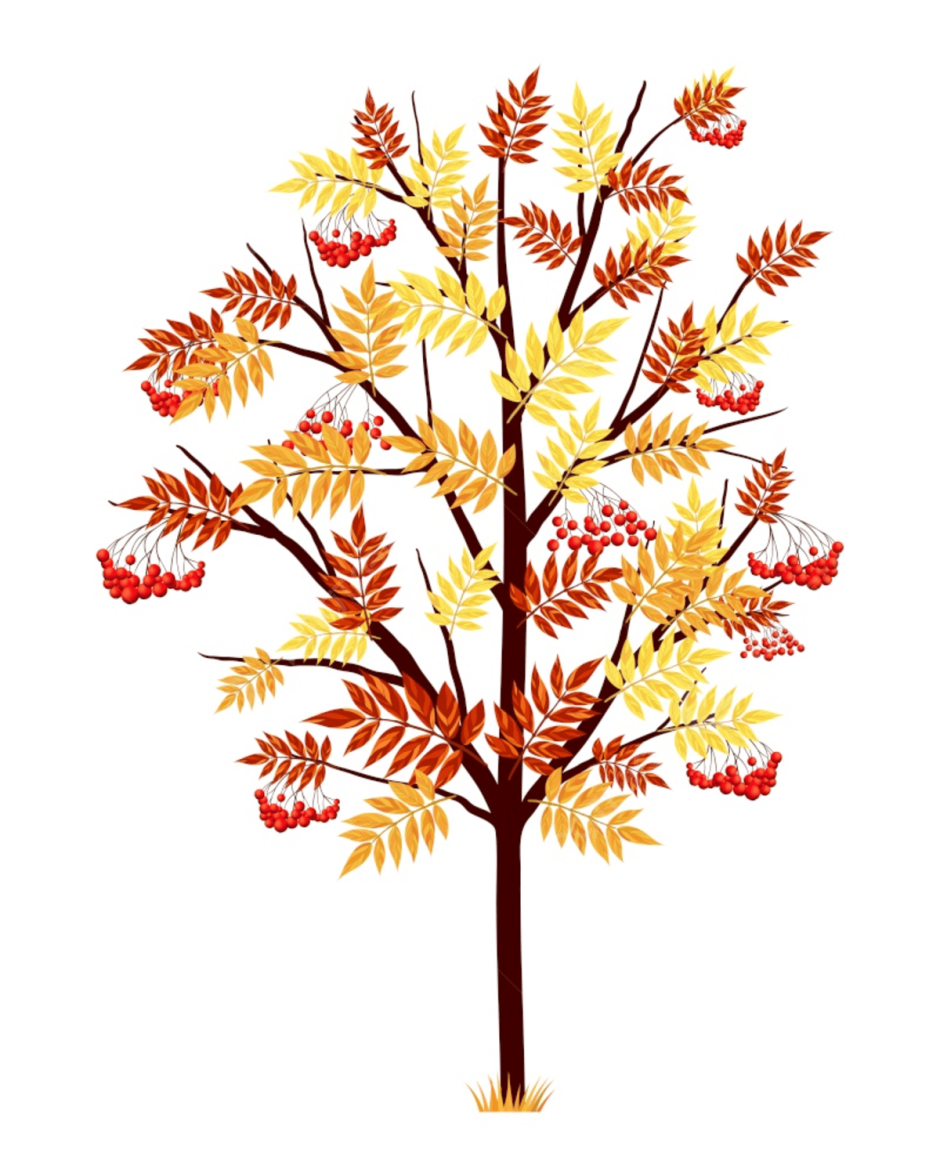 Осенняя рябина дерево