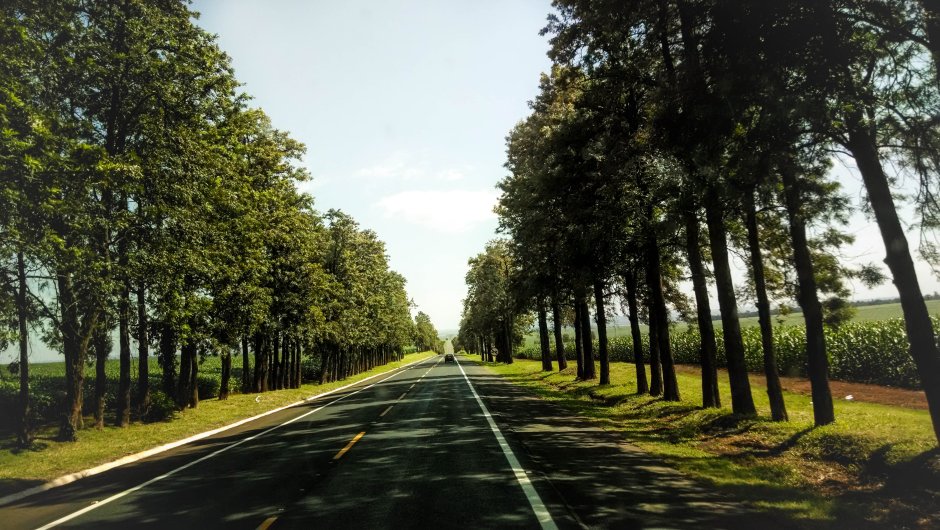 Калининград дорога с деревьями