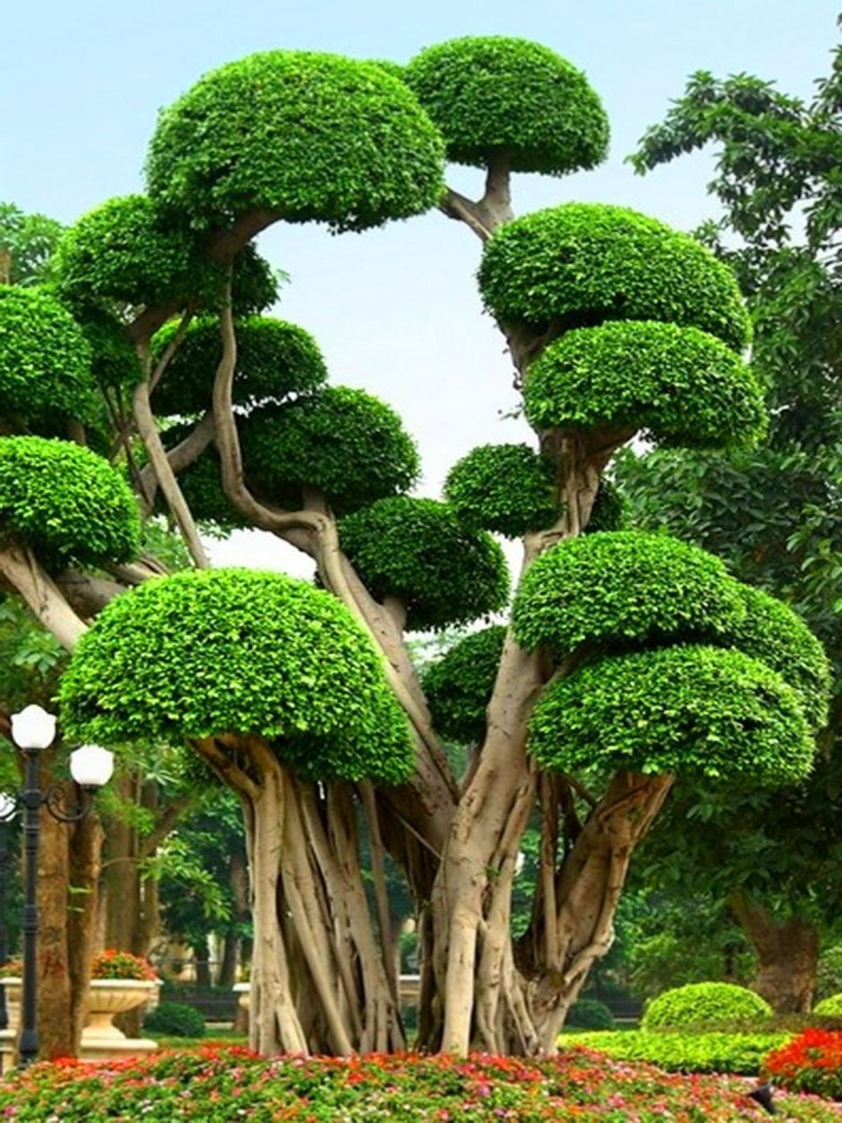 Дерево Ботха