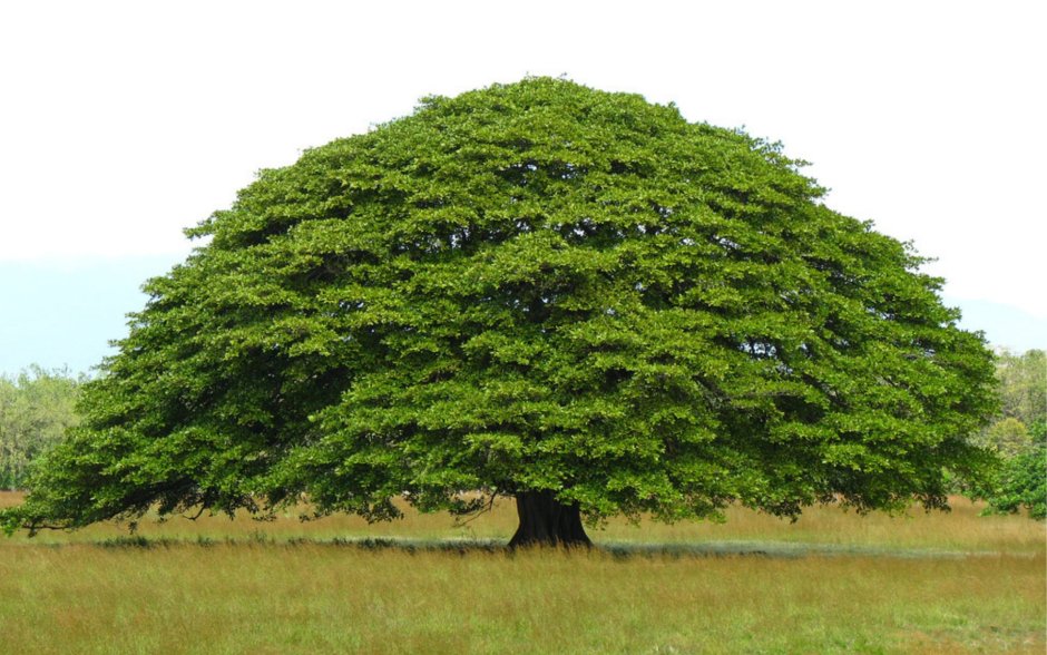 Гуанакасте Коста-Рика дерево