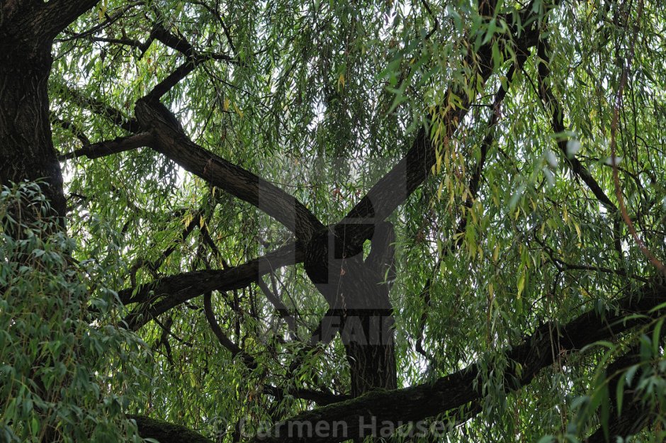Плачущее дерево Бабакан
