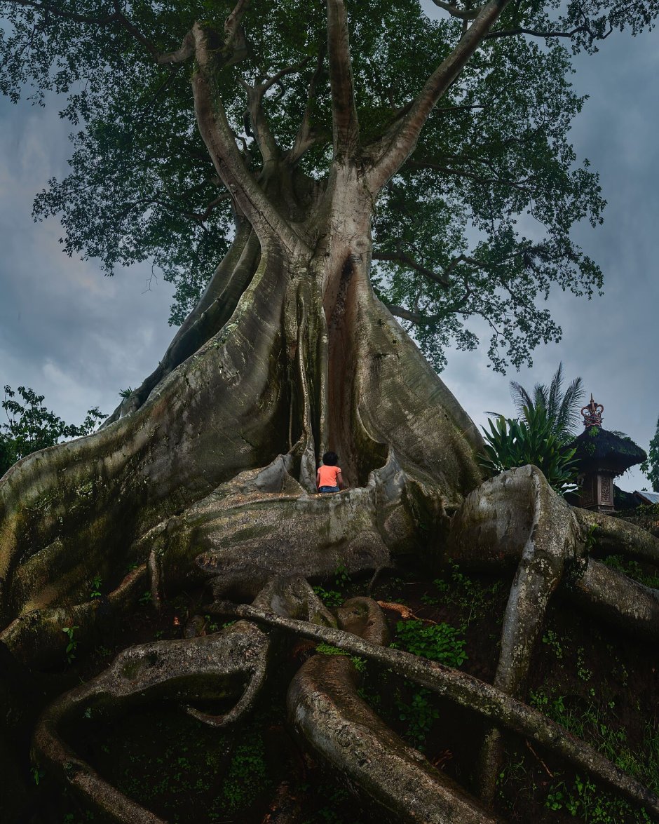 Деревья на Бали