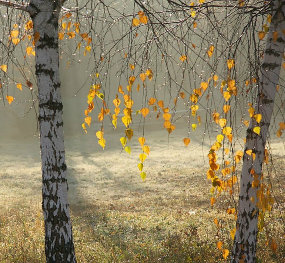 Осенняя береза