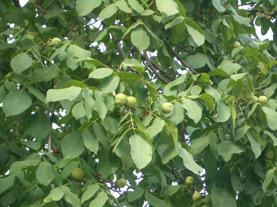 Черный грецкий орех дерево