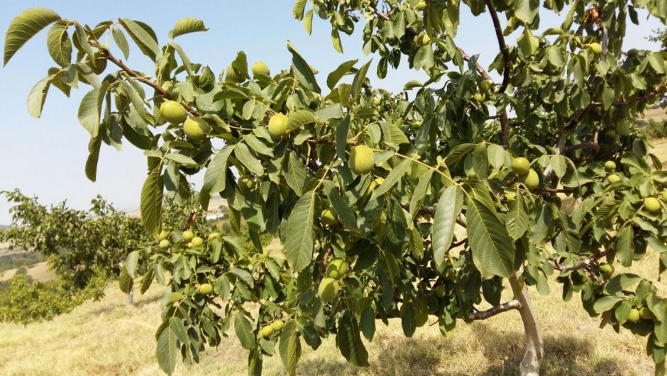 Орешник дерево грецкий орех