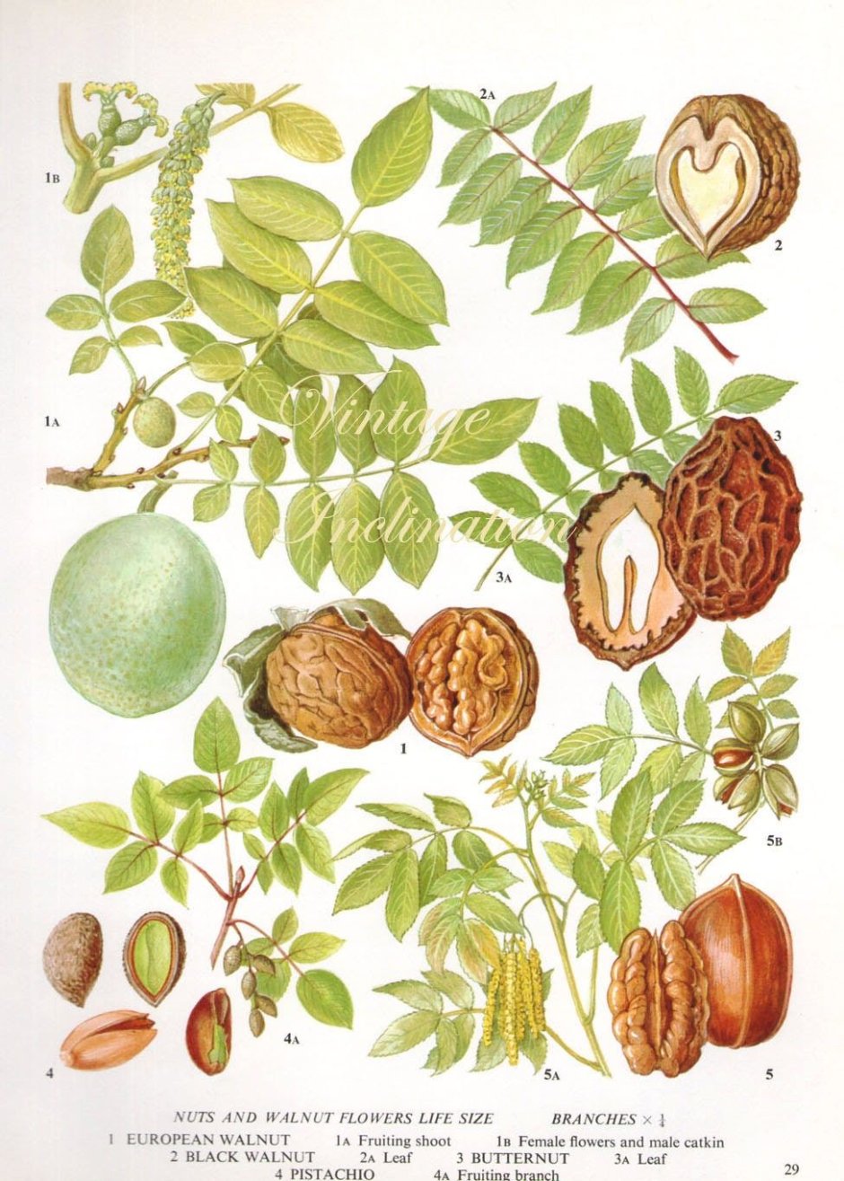 Грецкий орех дерево ботаника