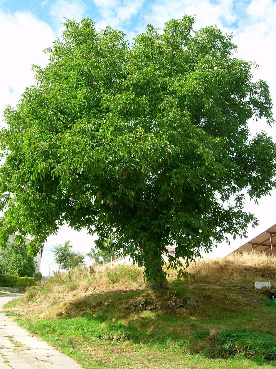 Орешник грецкий дерево