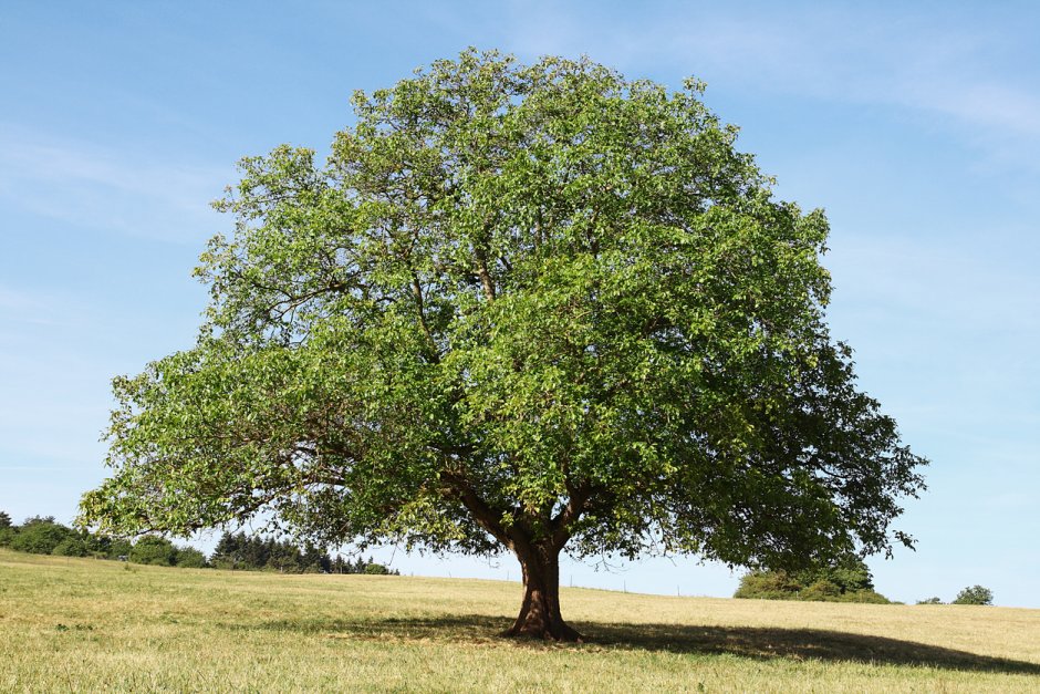 Juglans nigra древесина