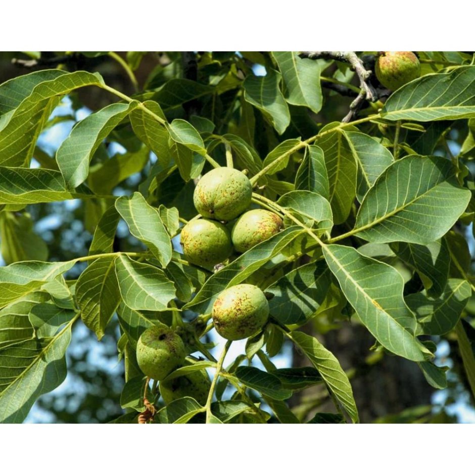 Грецкий орех идеал дерево