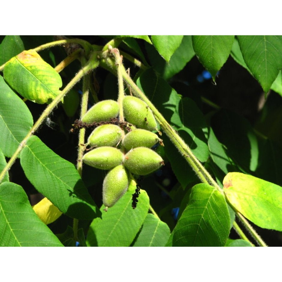 Орех плоды маньчжурский серый Ланкастерский