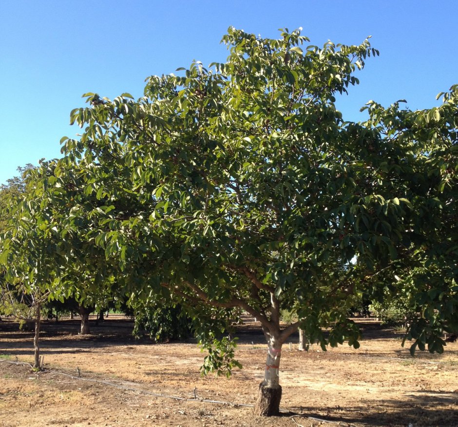 Дерево грецкого орех Астаховский