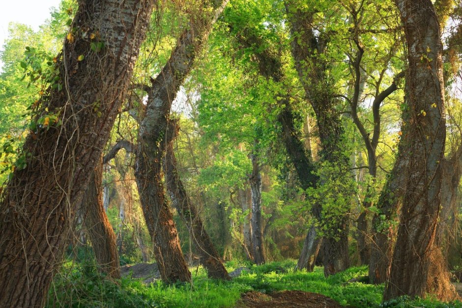 Самурский лиановый субтропический лес