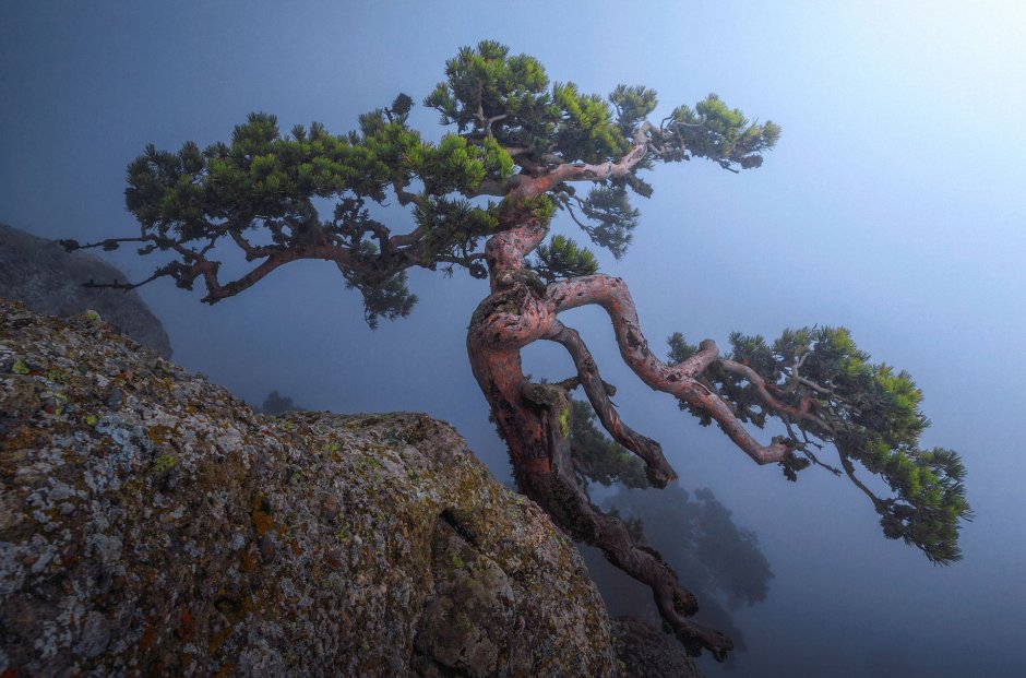 Демерджи Крым дерево