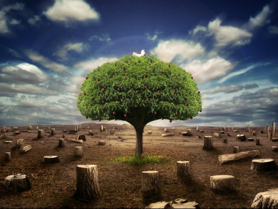 Дерево экология