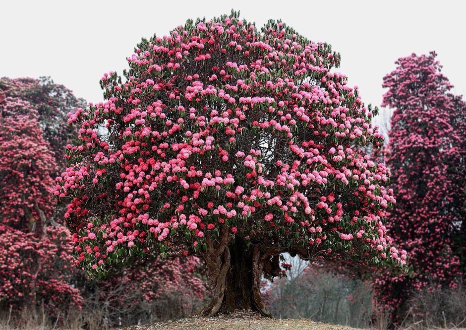 Азалия рододендрон дерево