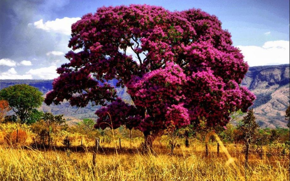 Амарантовое дерево Южная Америка