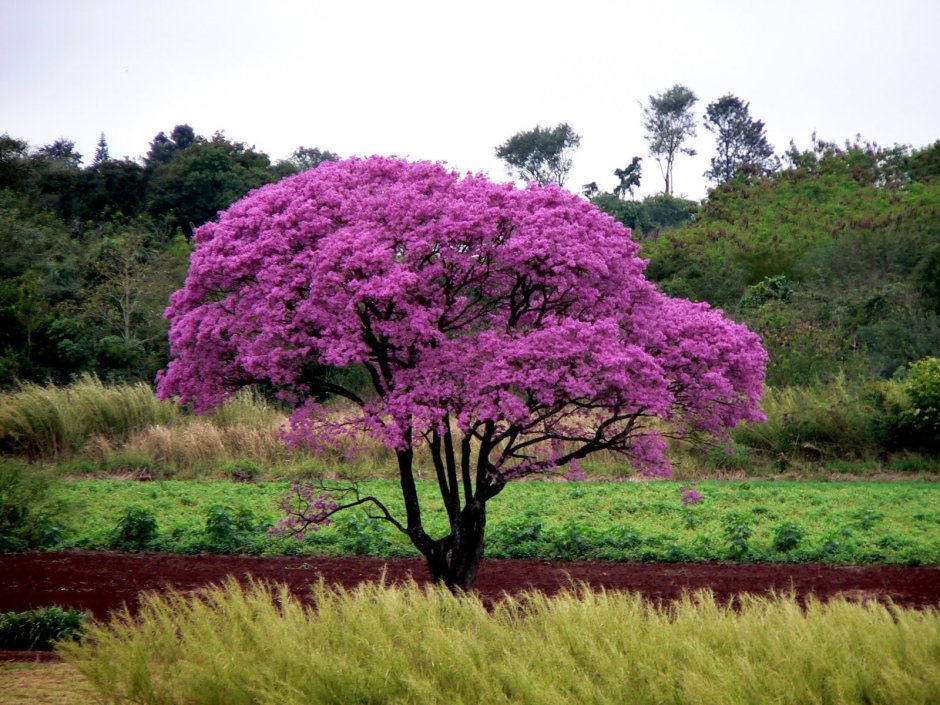 Муравьиное дерево табебуйя