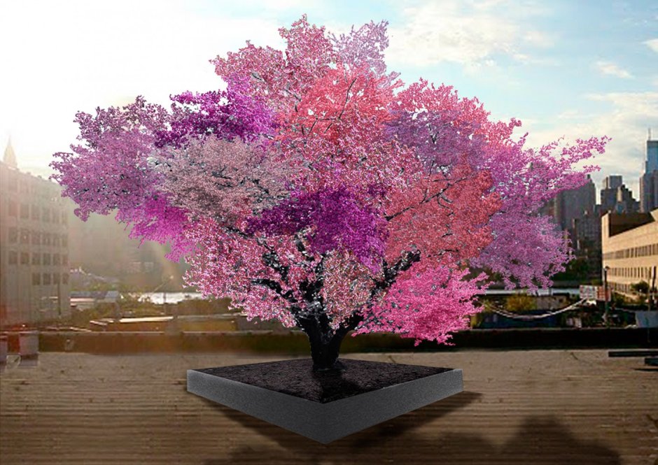 Дерево, на котором растет 40 видов фруктов