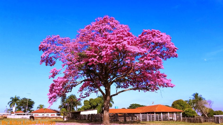 Розовое дерево Бразилия