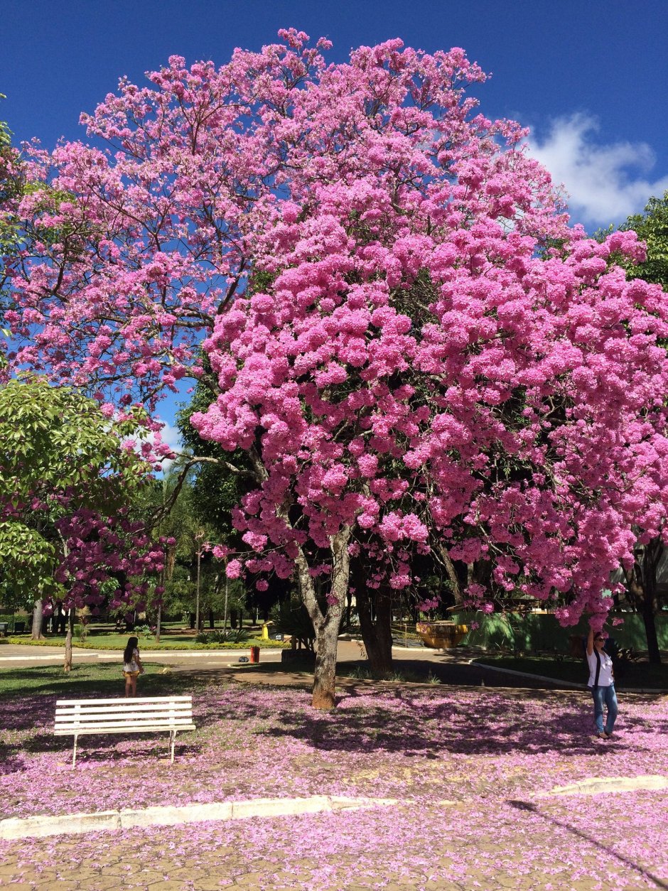 Красивое цветущее дерево