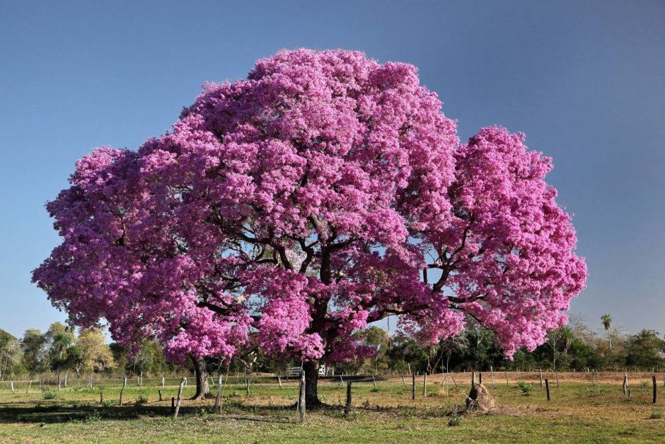 Розовое дерево Бразилия