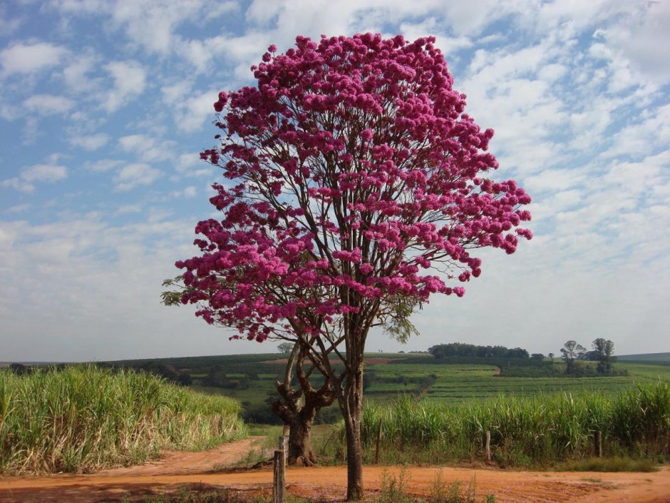 Бразильская жакаранда дерево