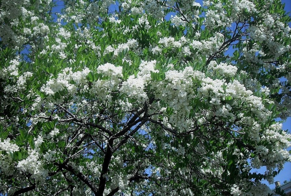 Дерево белая Акация Цветущая