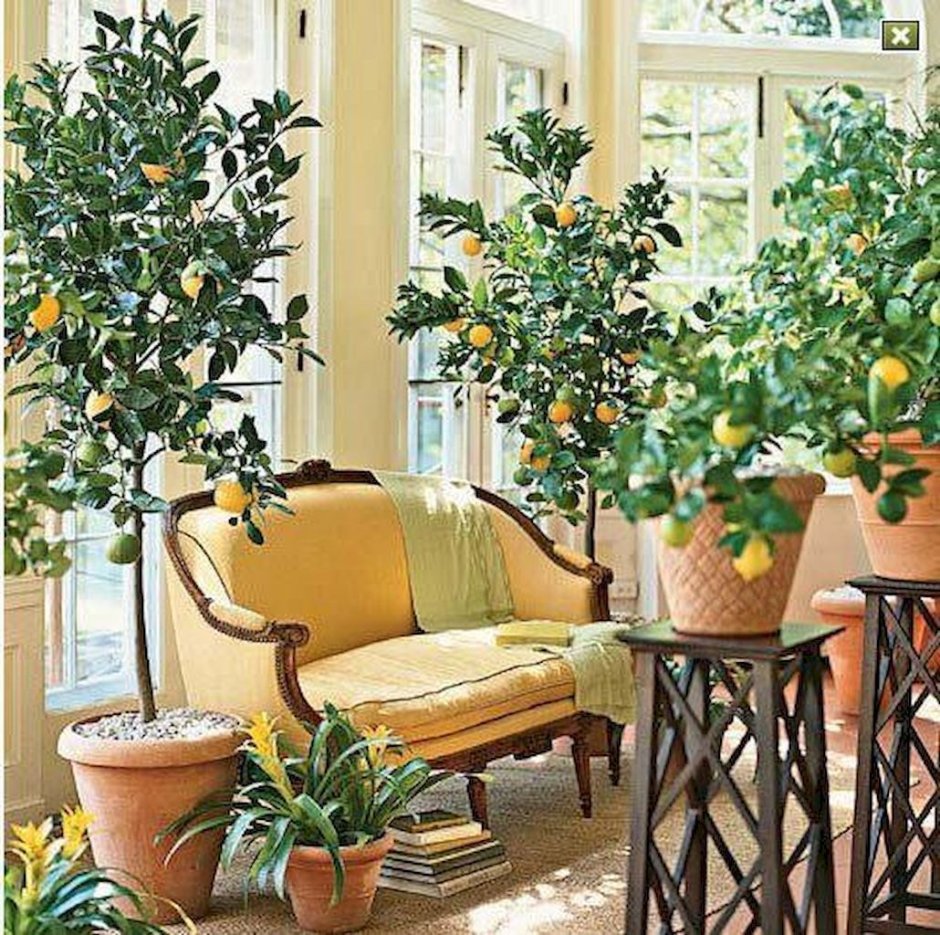 Цитрус (комнатное растение) лимон Мейера