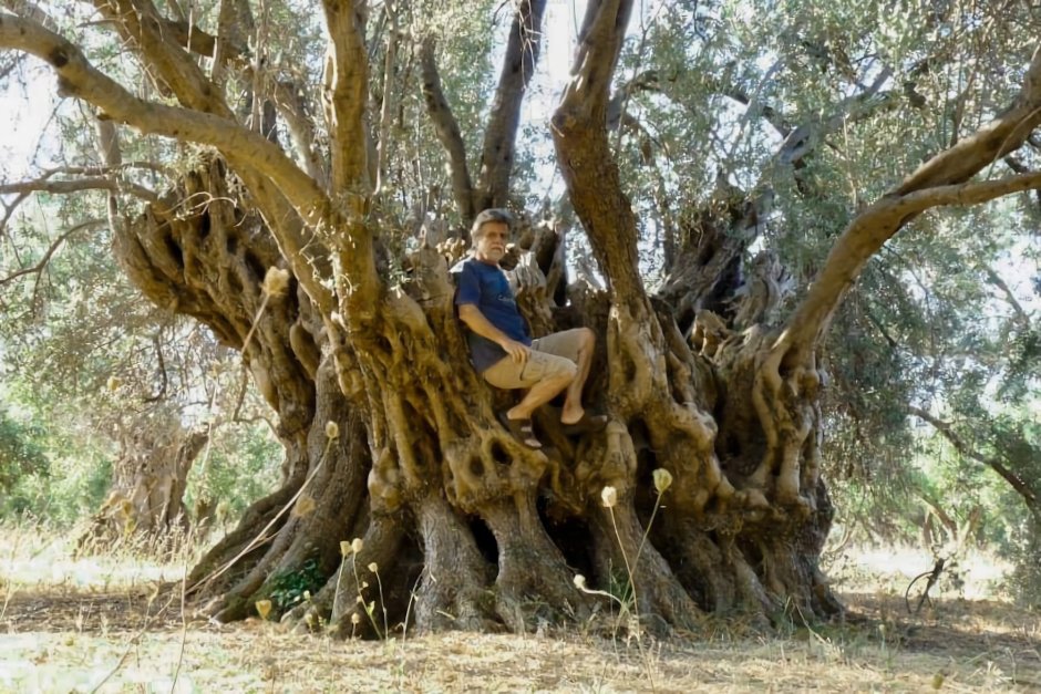 Олива европейская в Греции дерево