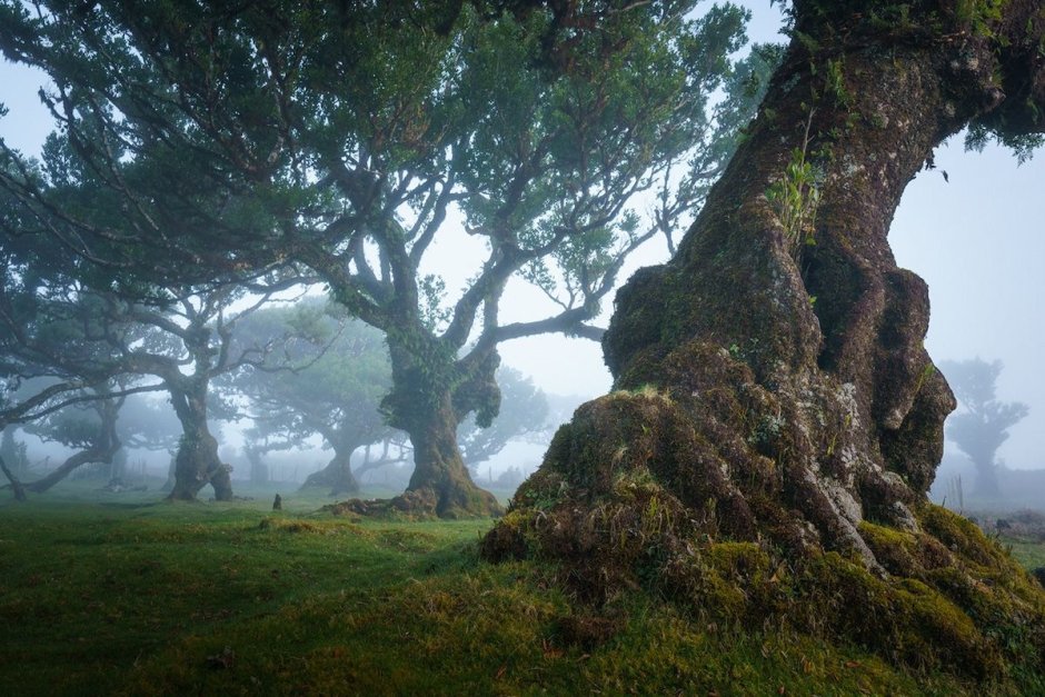 Лаурисильва лавровые леса острова Мадейра