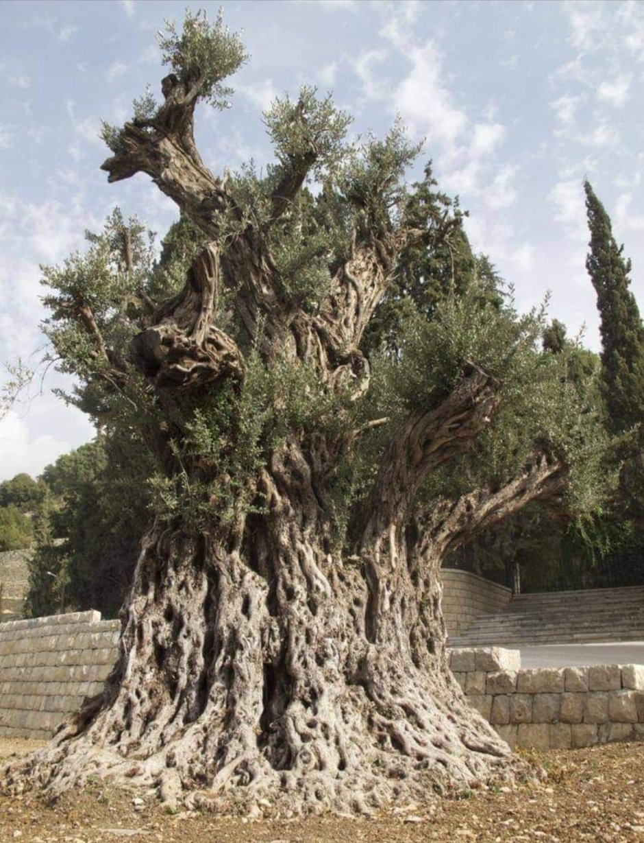 Самое старое дерево в мире