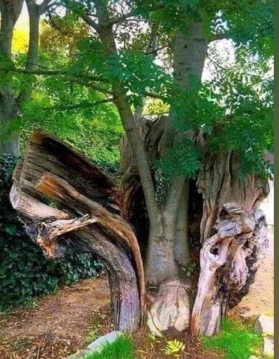 Необыкновенные деревья