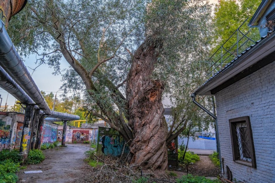 Самое старое дерево в Омске